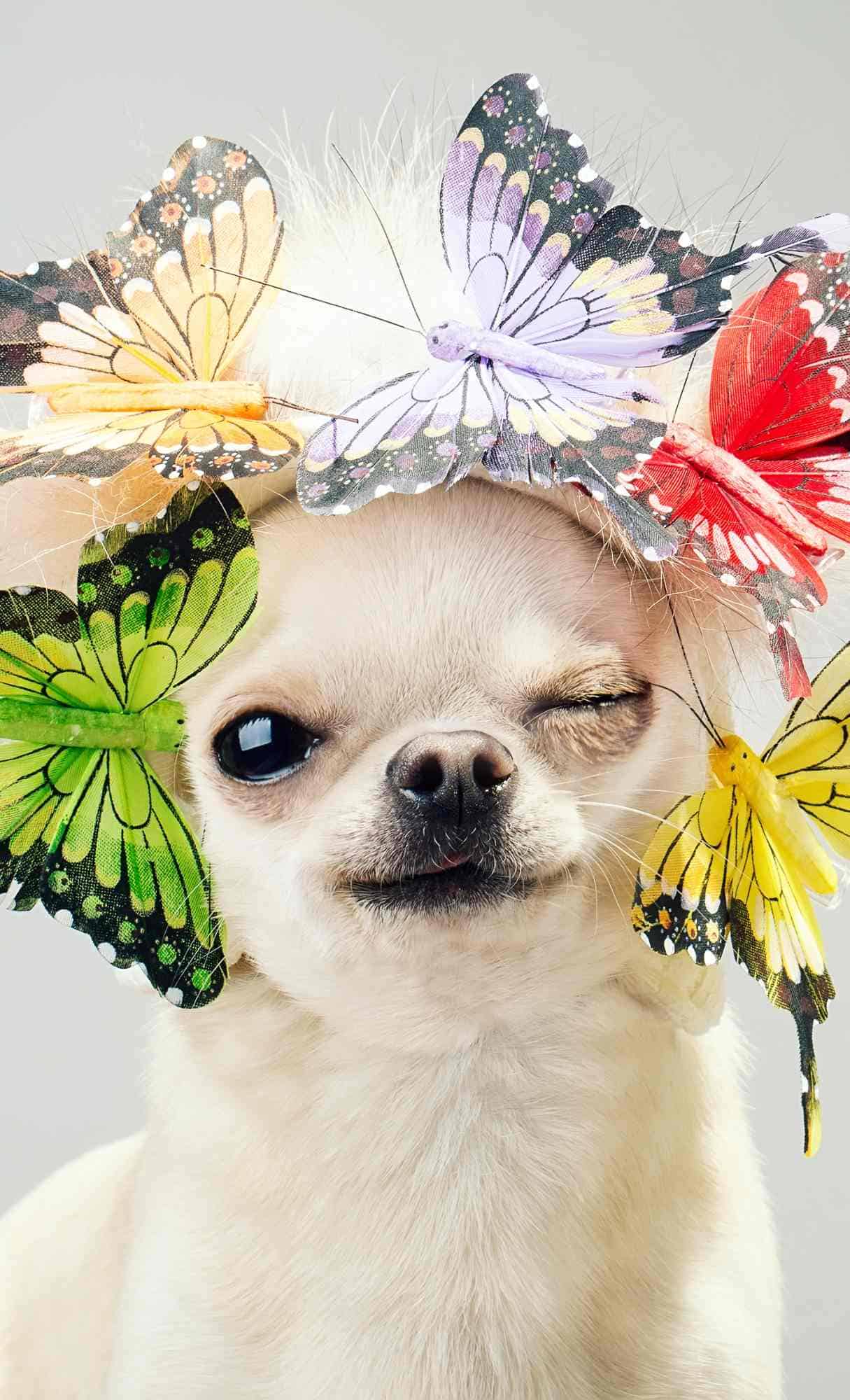 dog hd wallpaper