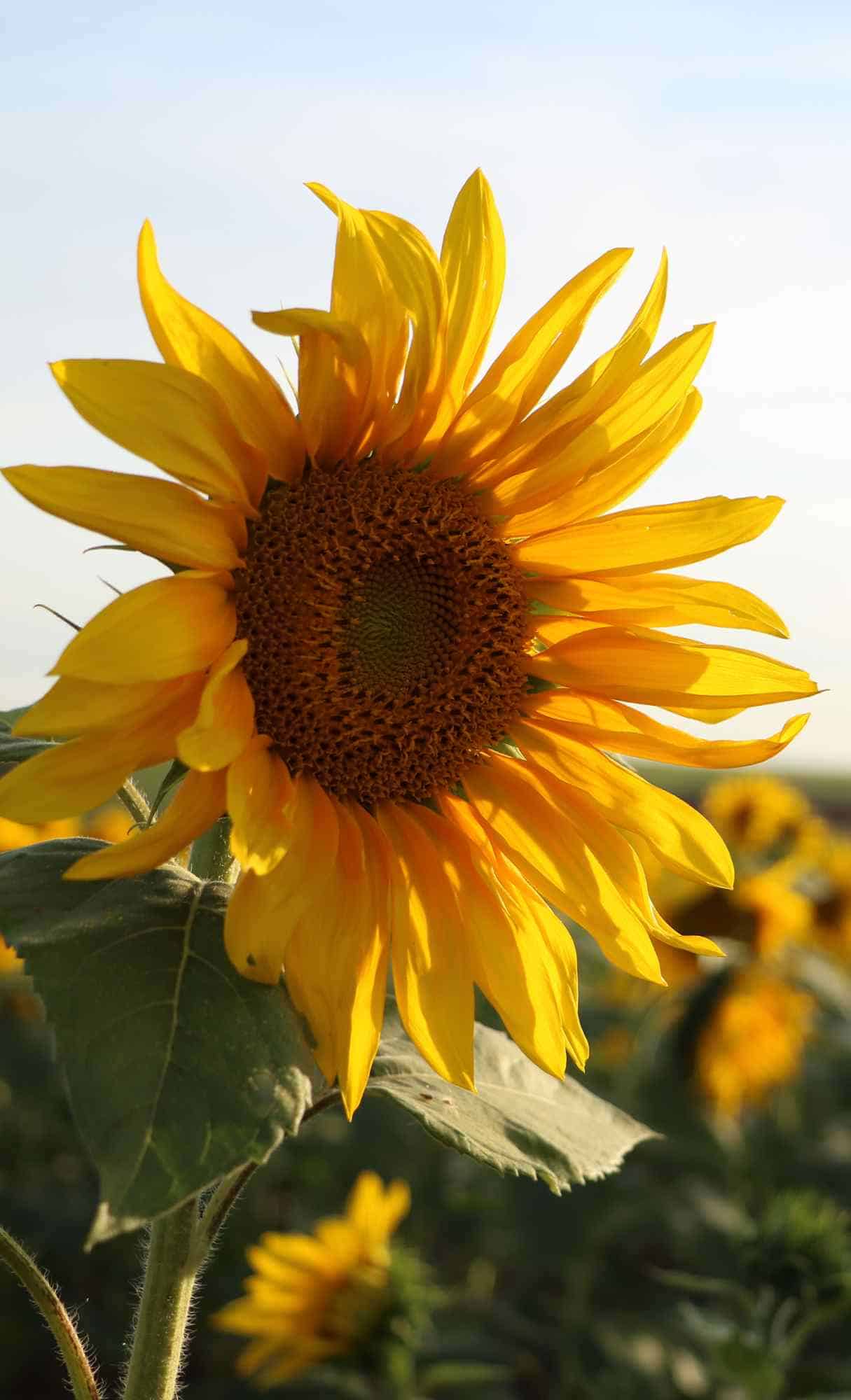 sunflower wallpaper