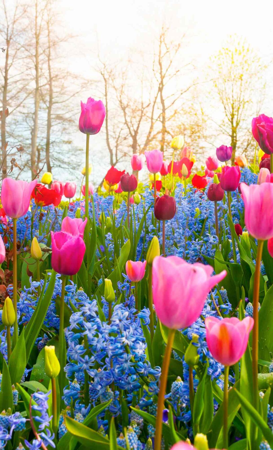 20+ Spring Wallpapers for iPhone - HD Quality Spring Backgrounds [Free ...
