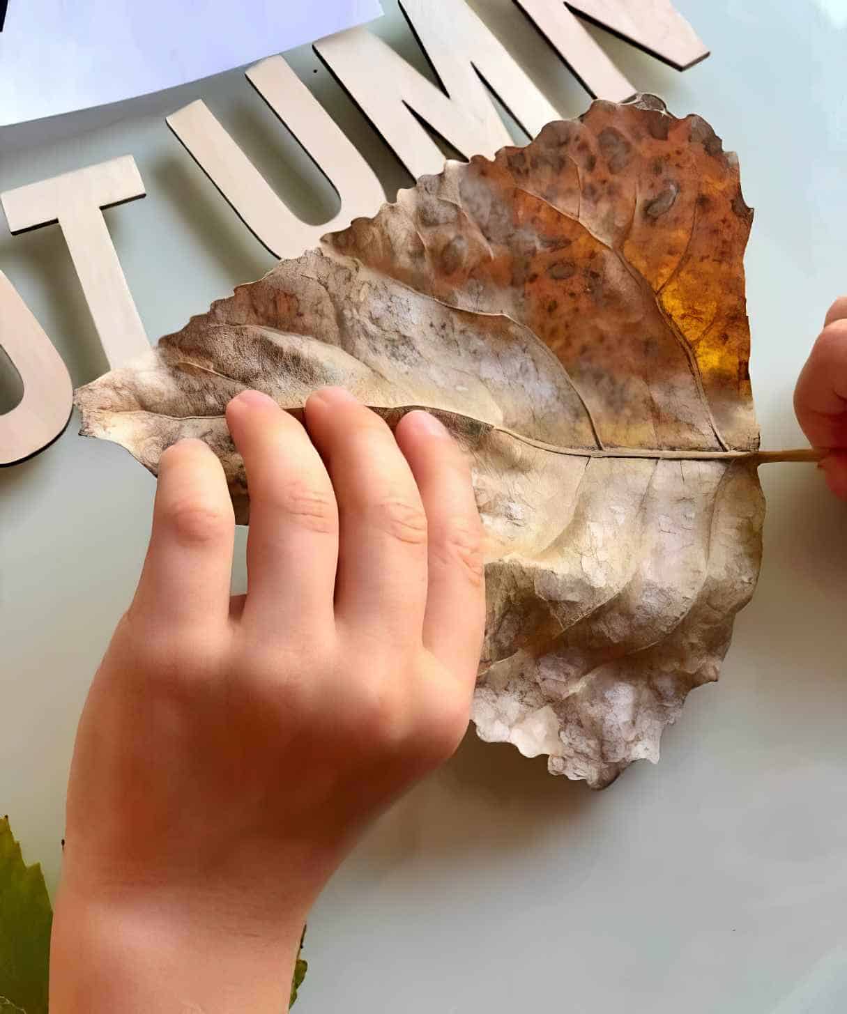 Fun Sensory Play with Changing Leaves Activities for Kids