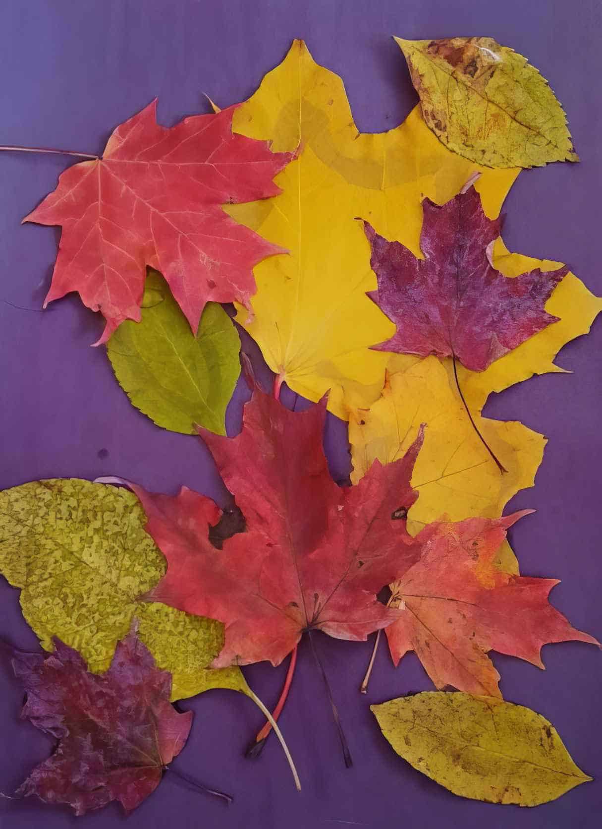Leaves in Fall by Mari Schuh