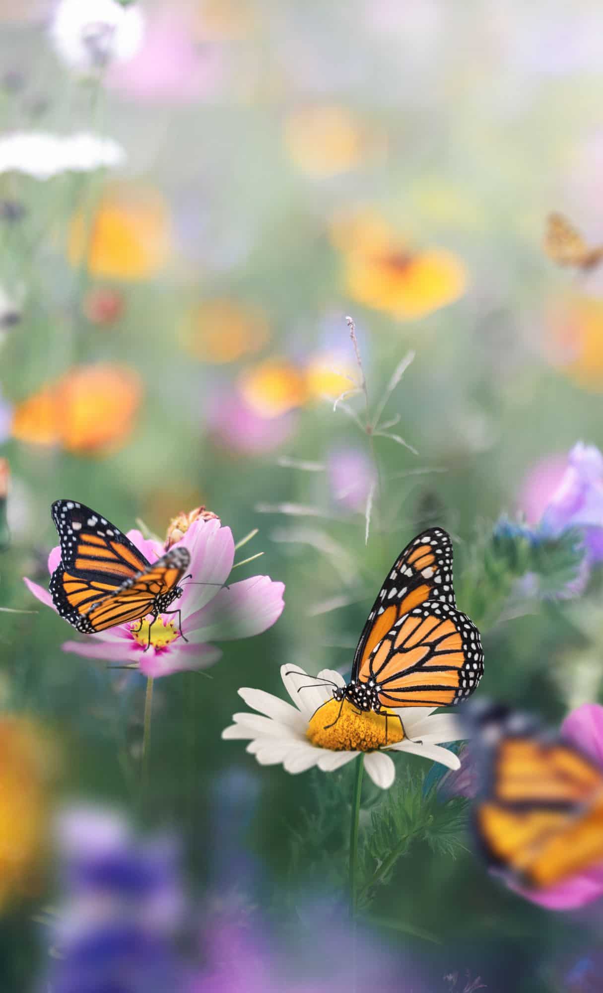 free pretty wallpapers