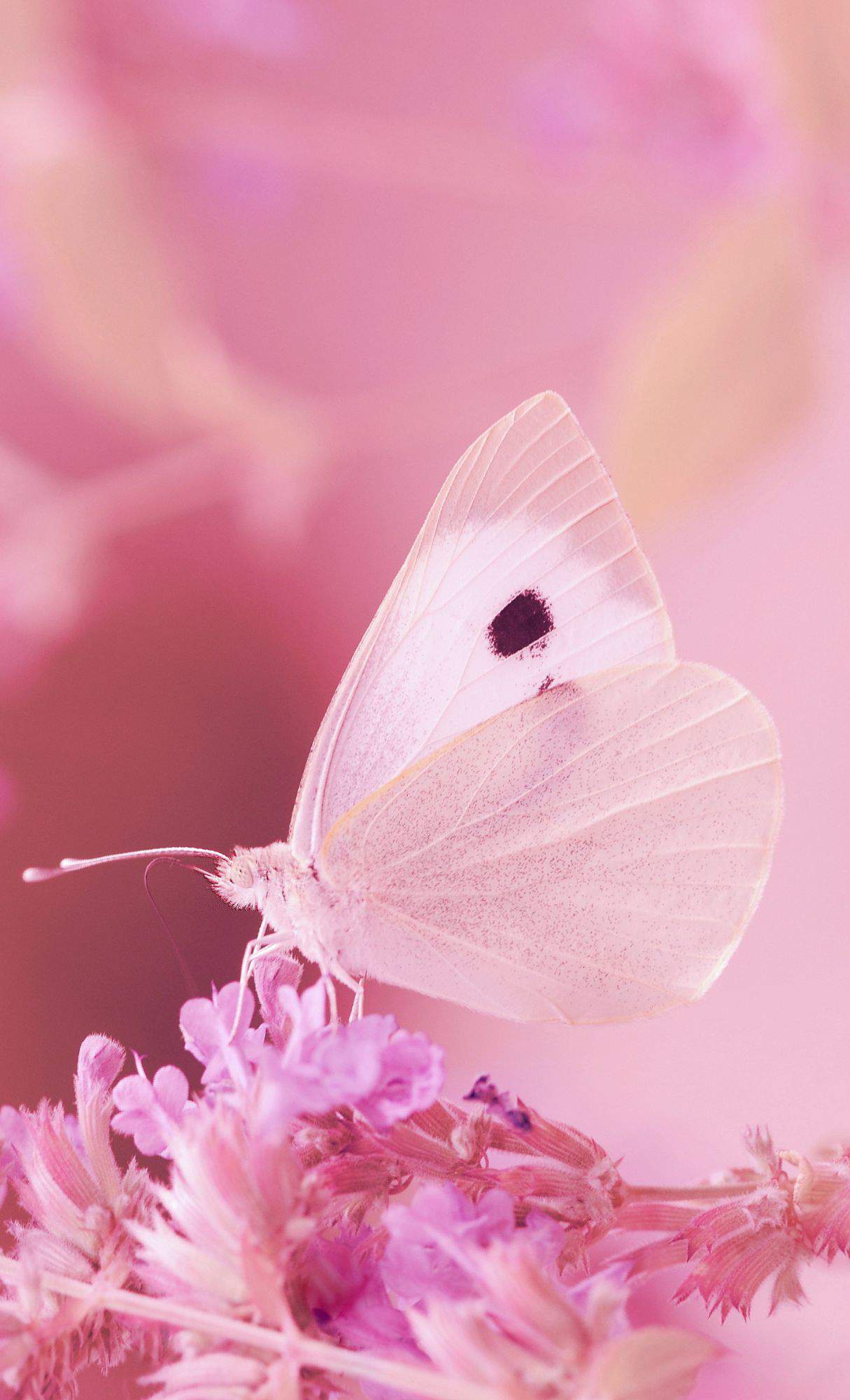 cute animal wallpapers