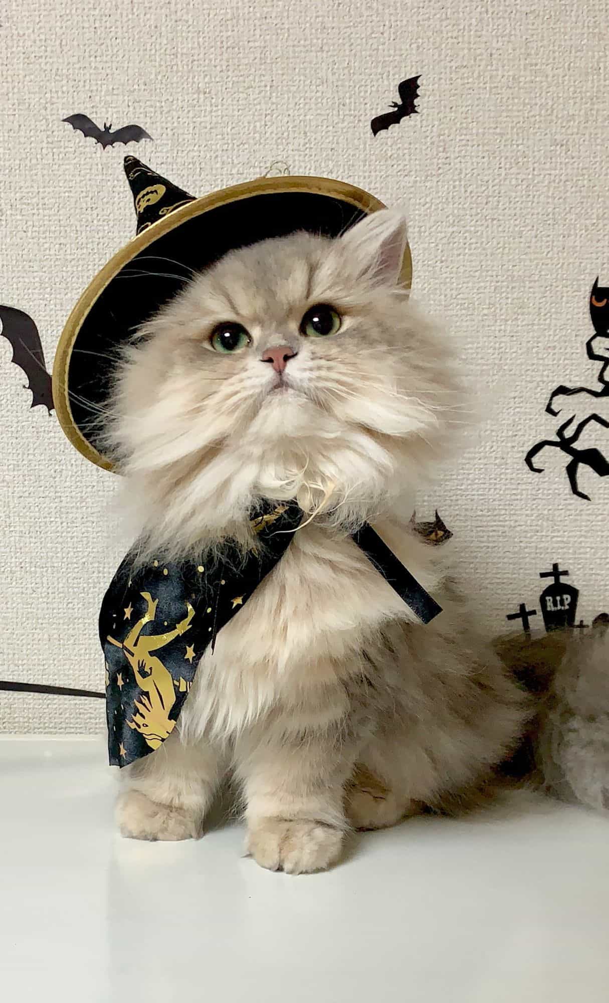 cute animal wallpapers