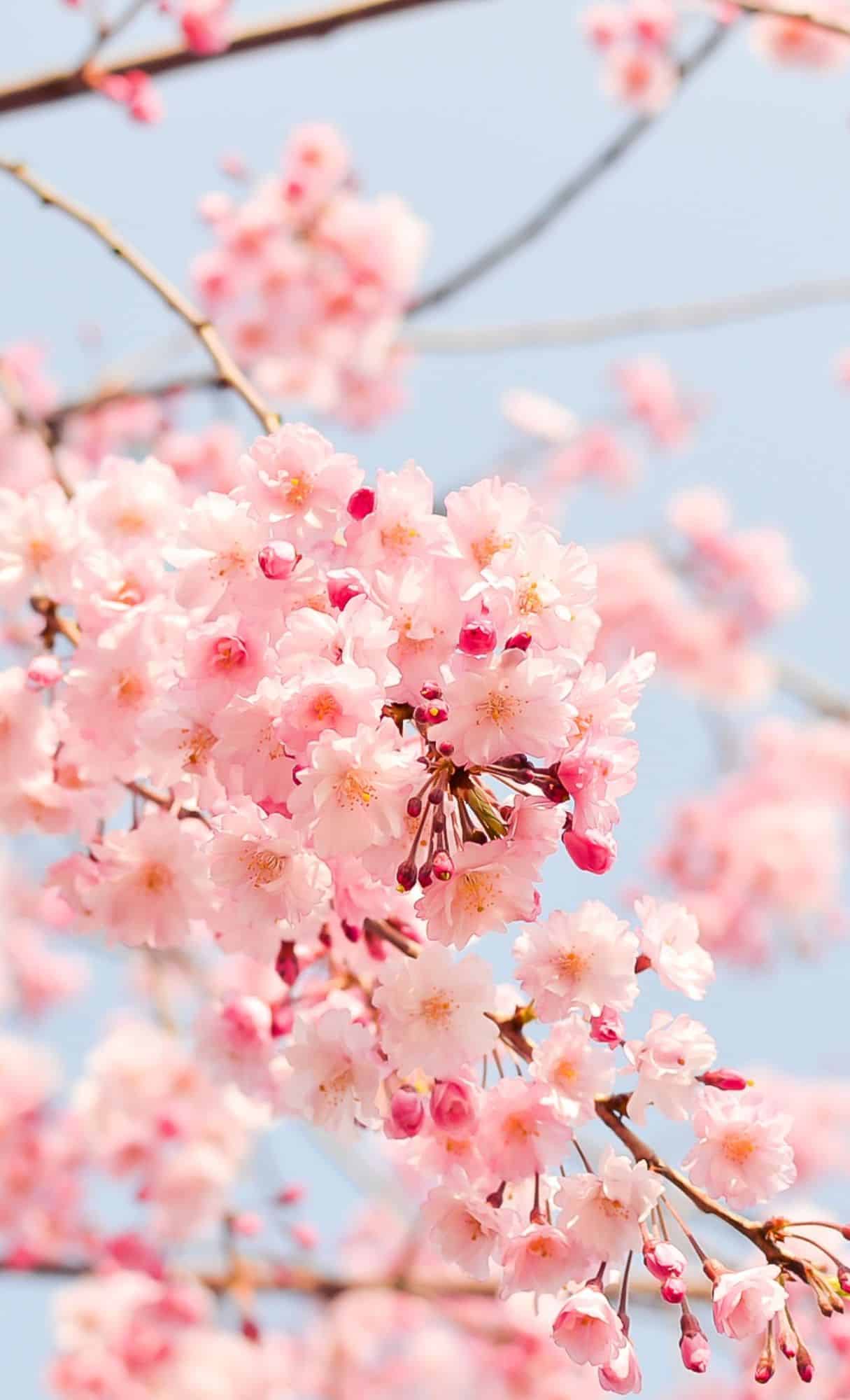 floral wallpaper 