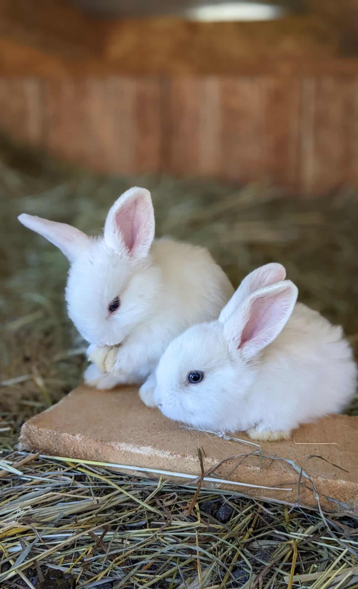 cute animal wallpapers