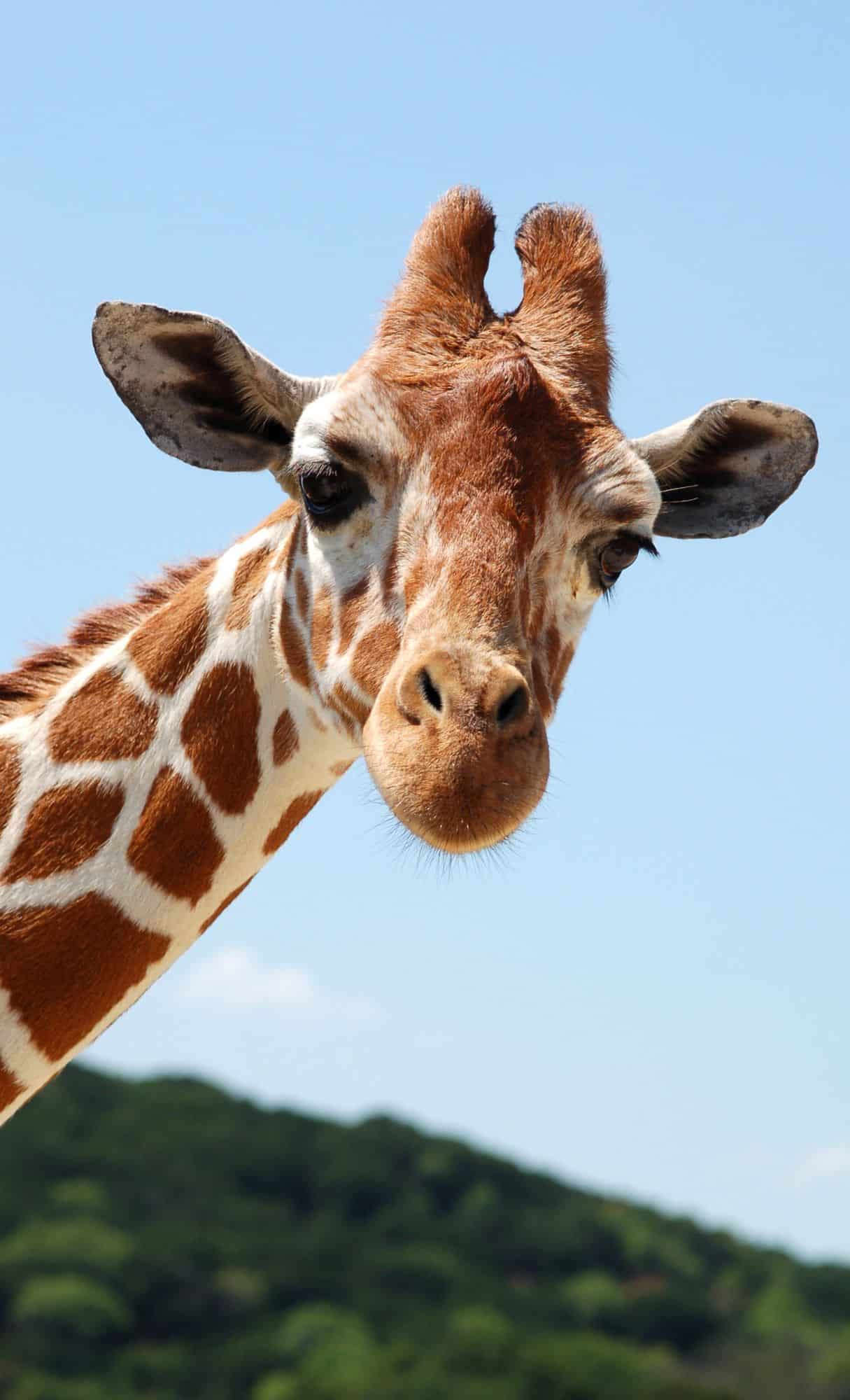 cute animal wallpapers