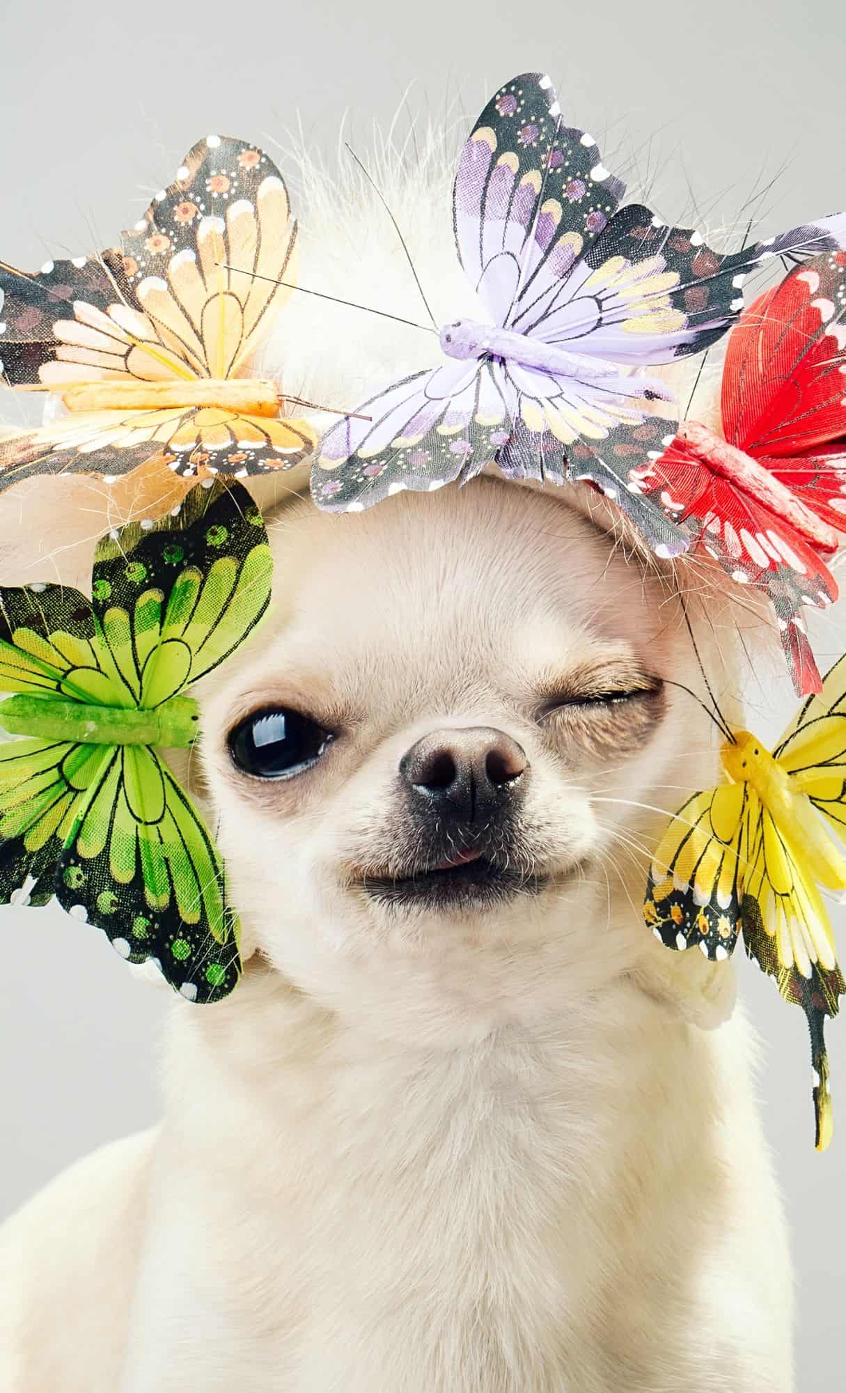 cute animal wallpapers