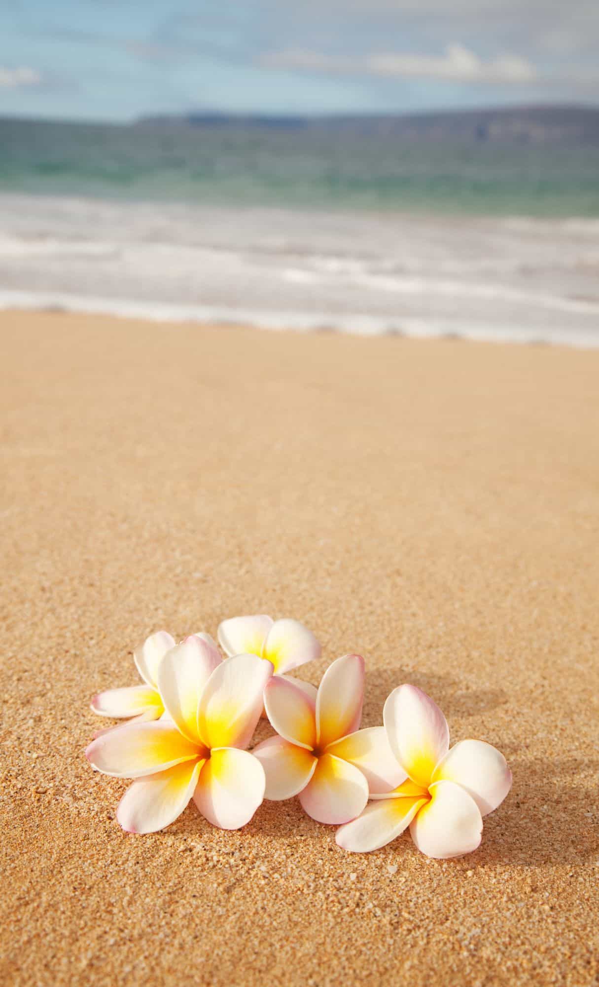 floral wallpaper 