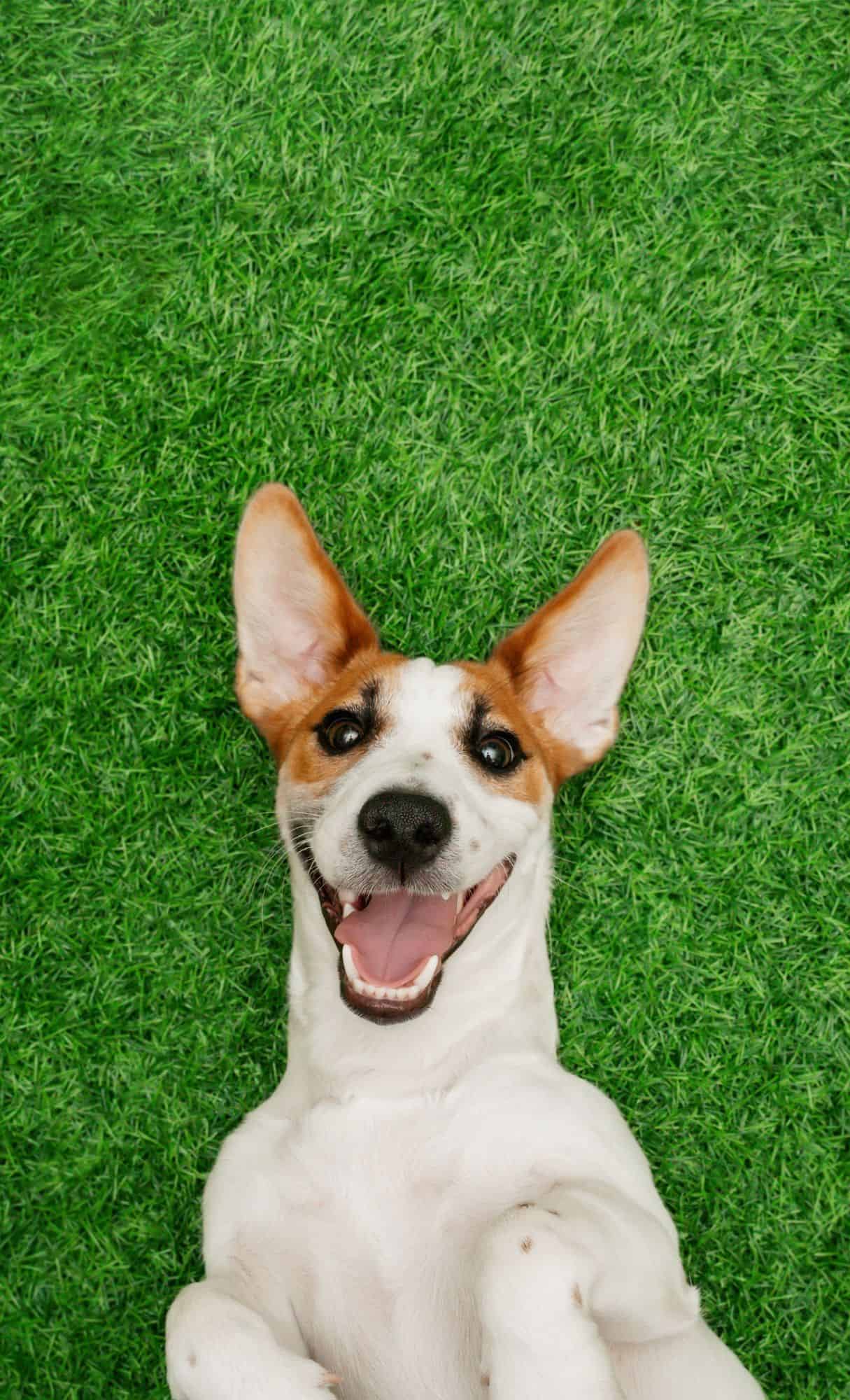 cute animal wallpapers
