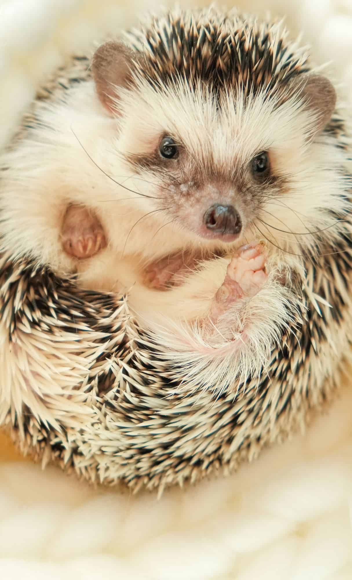 cute animal wallpapers