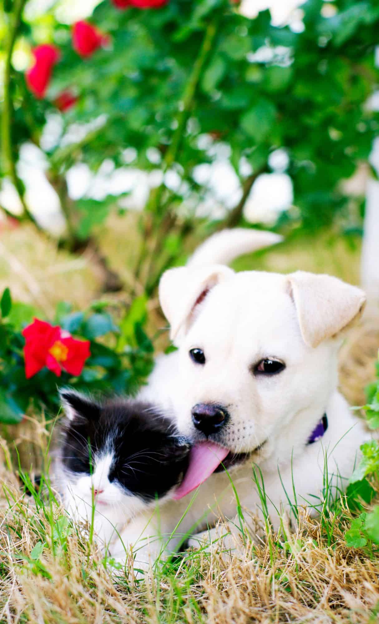 cute animal wallpapers