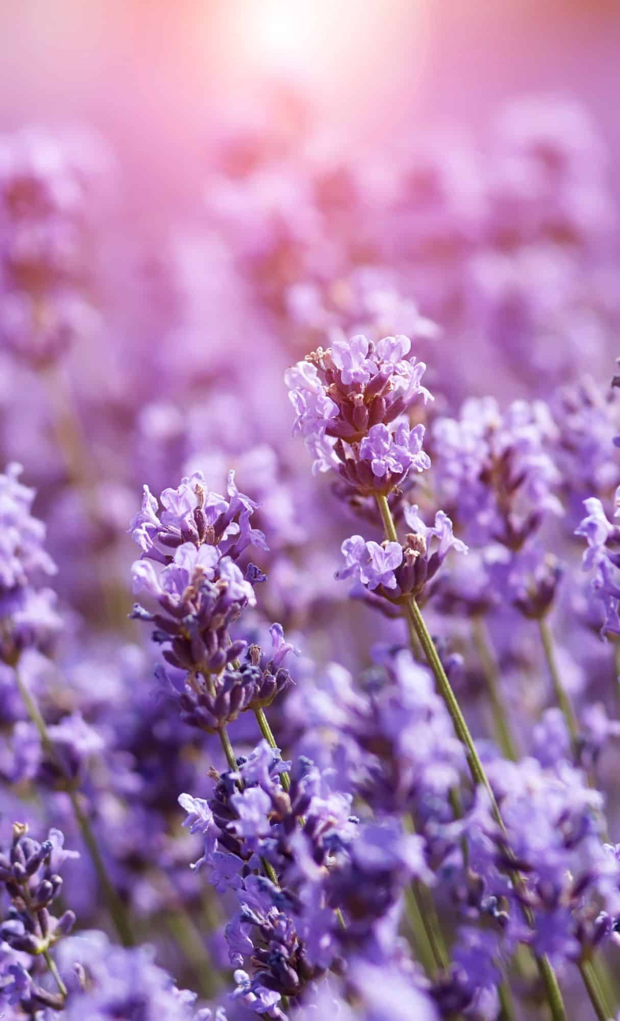 floral wallpaper 