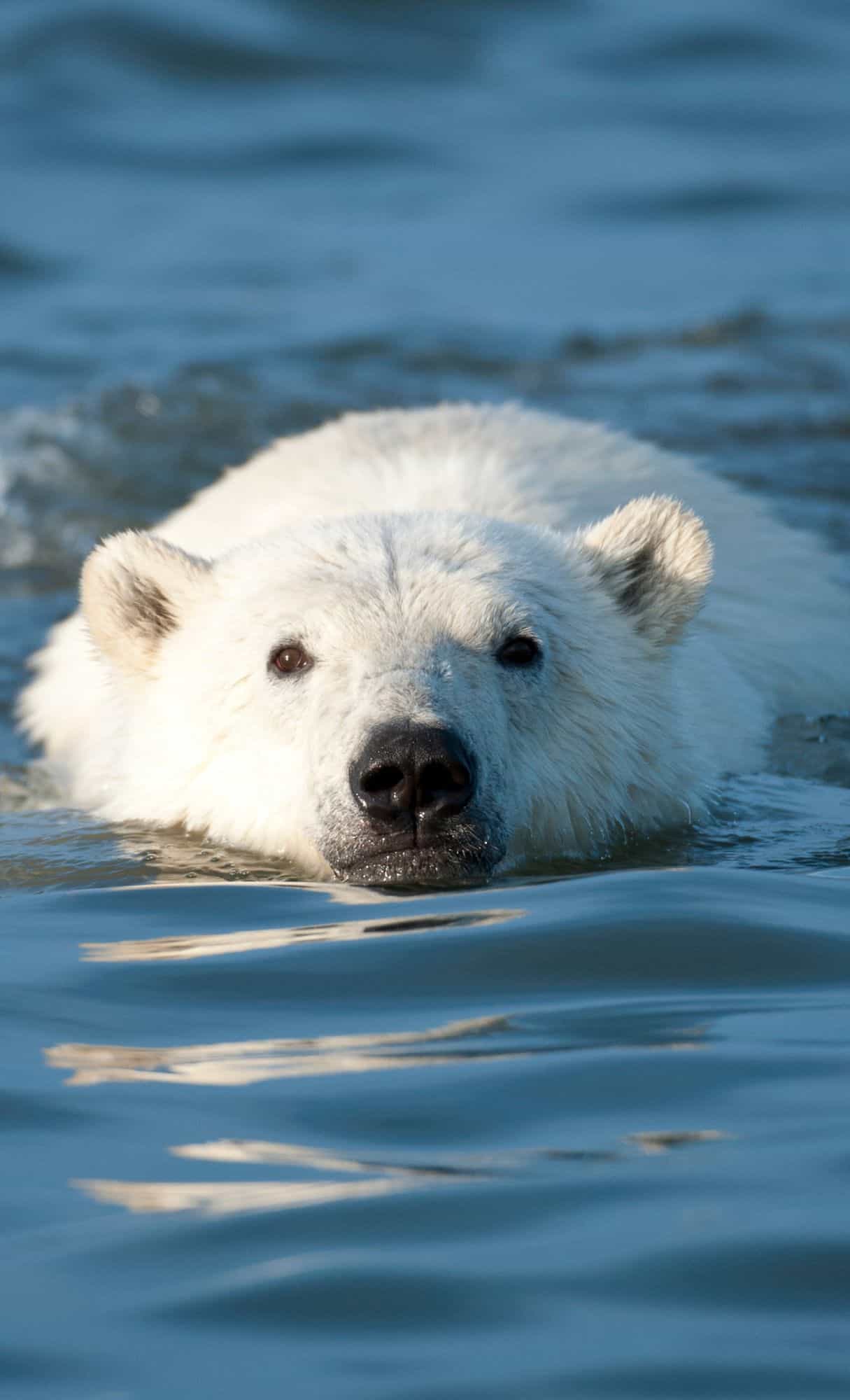 cute animal wallpapers