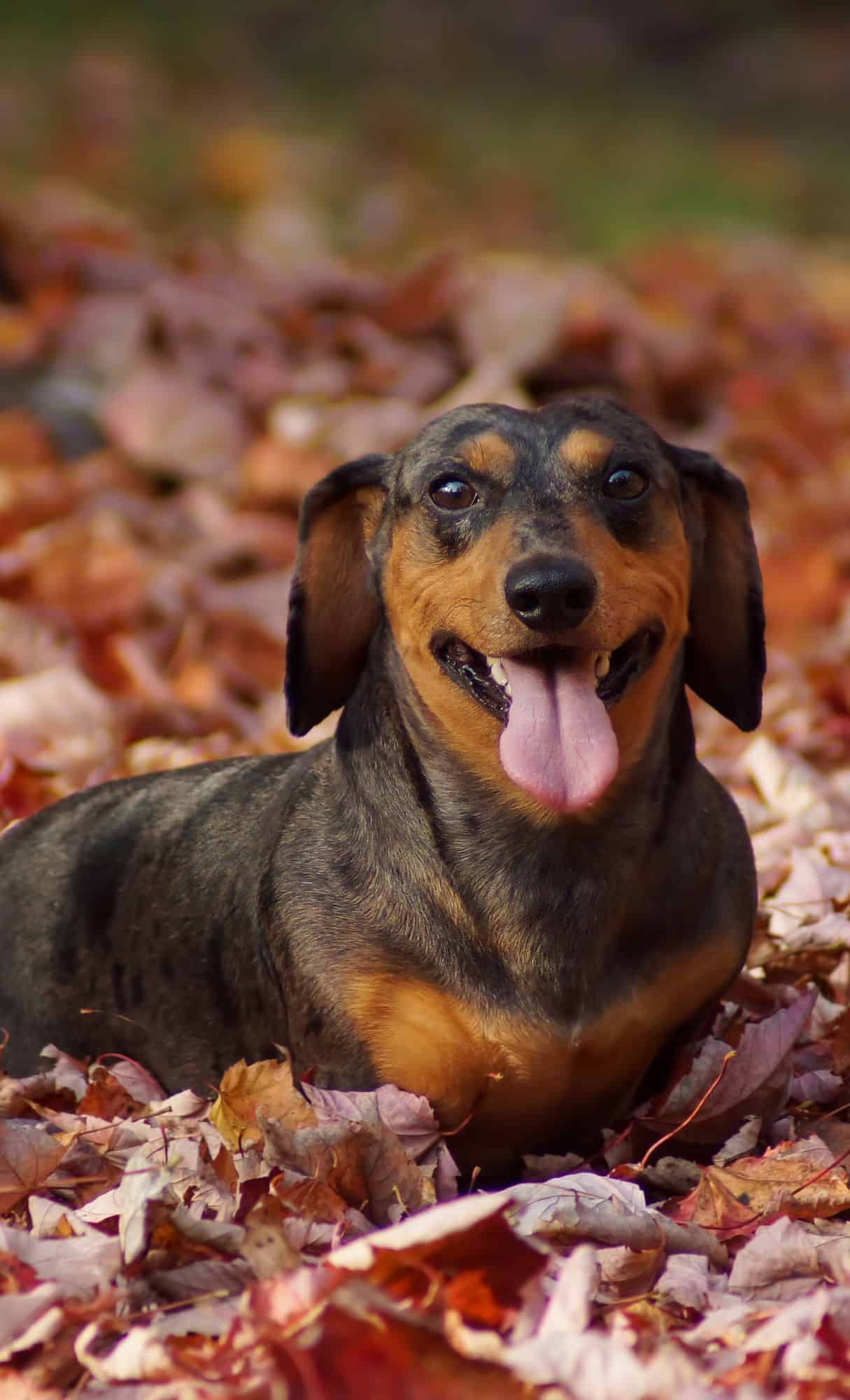 cute animal wallpapers