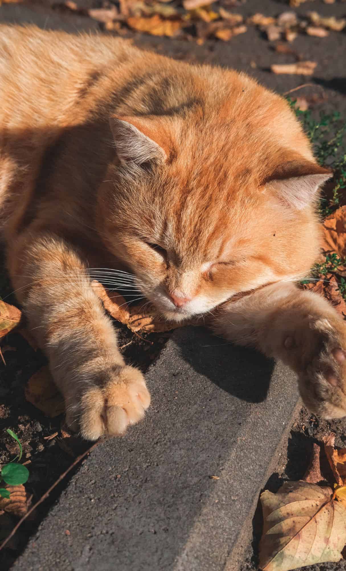 cute animal wallpapers